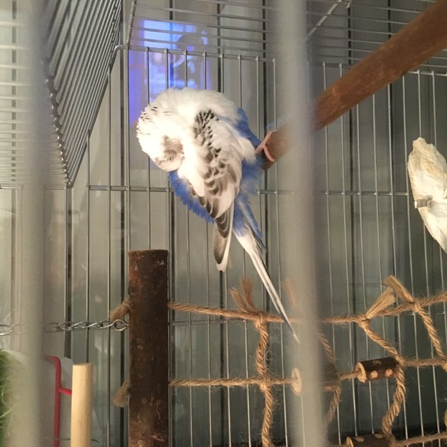 Coco arruffata