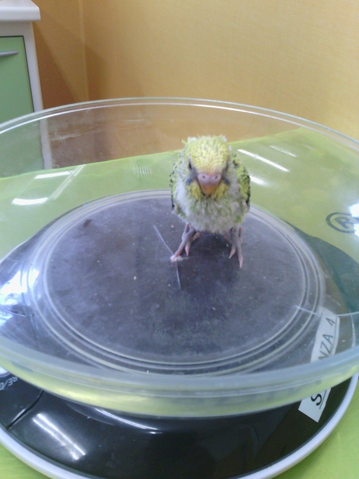 pullo mangia poco