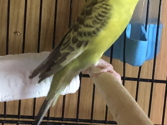 Coco âincintaâ??