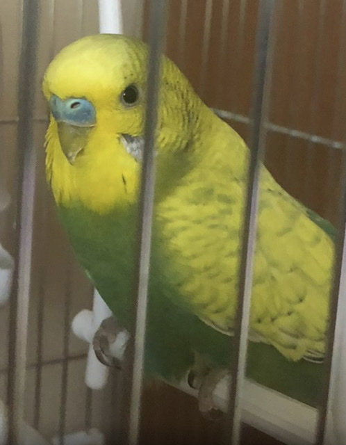 Età