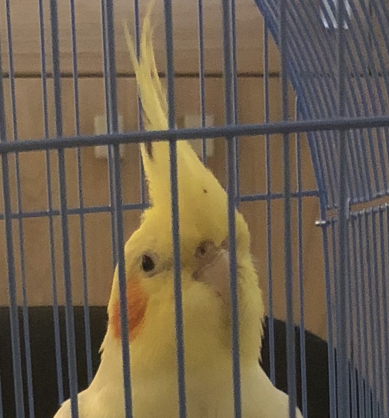 Età 
