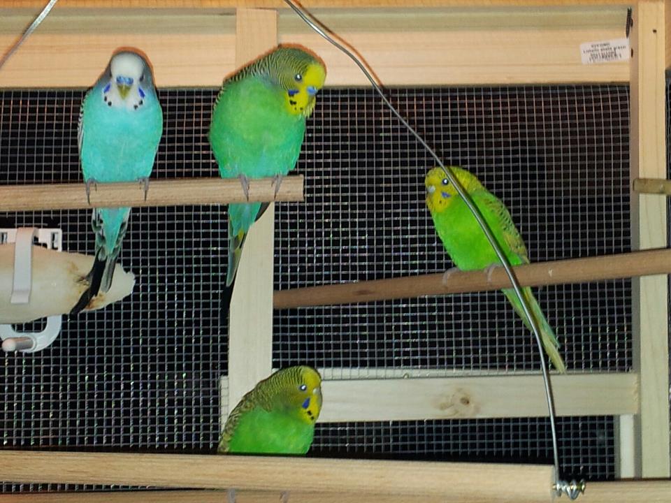 quanti anni hanno
questicocoriti ? ce la
foto
