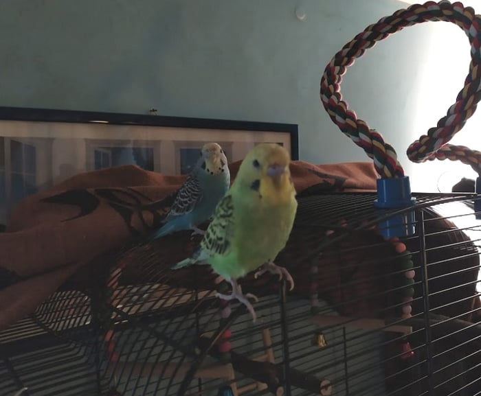 Squicchi ricoverato