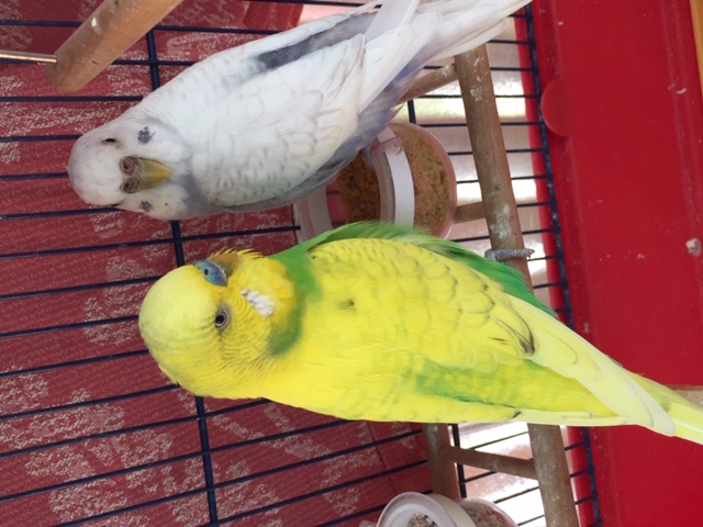 Family colorii