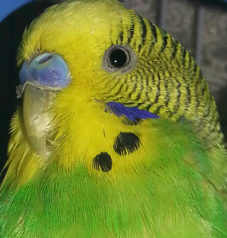 Mi sto preoccupando per
il mio coco..