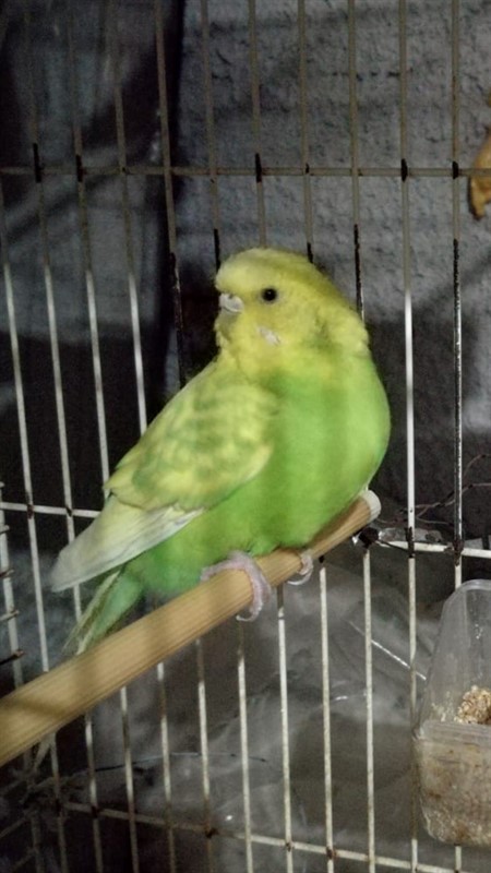 Gonfiore
