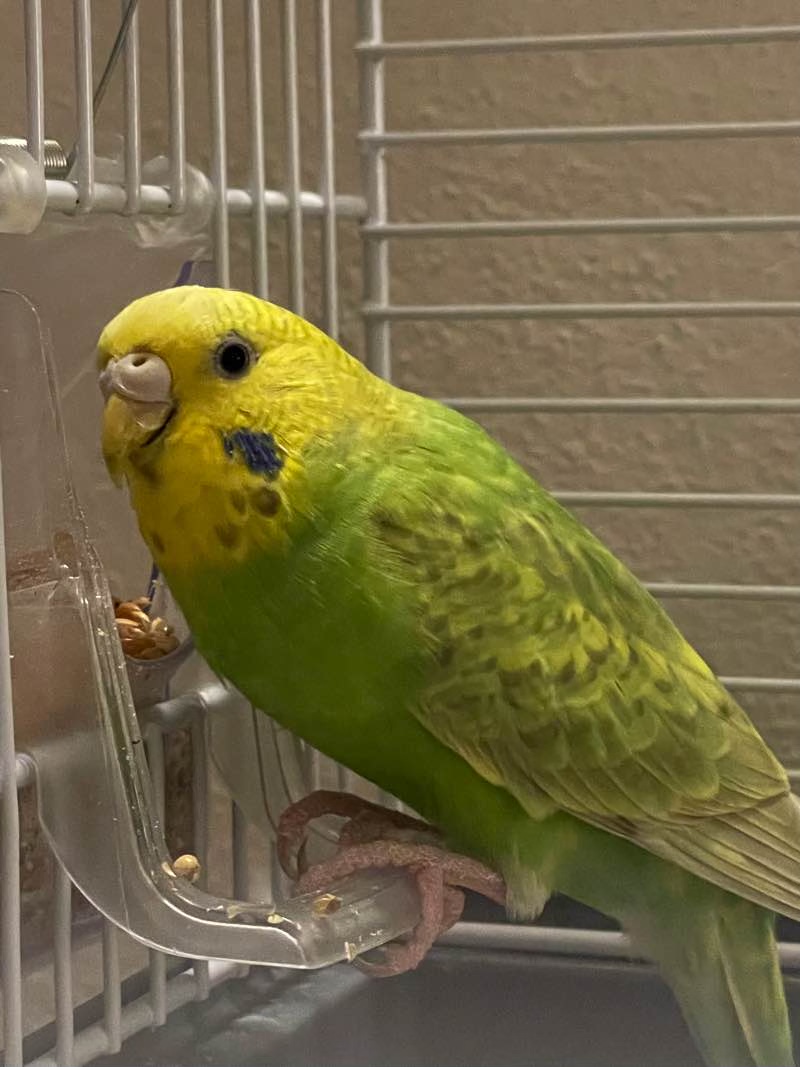 Mutazione coppia coco