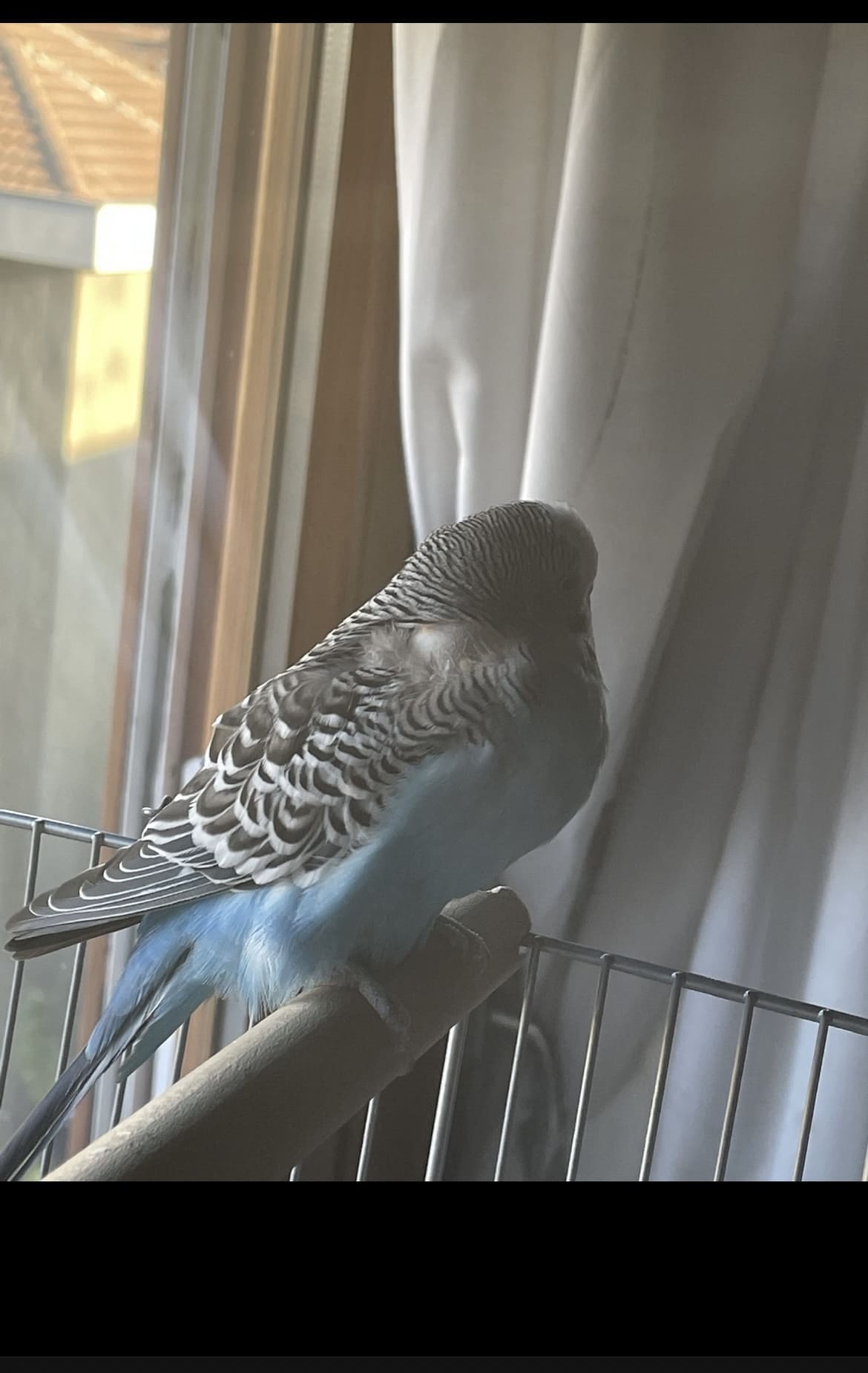 Gonfiore