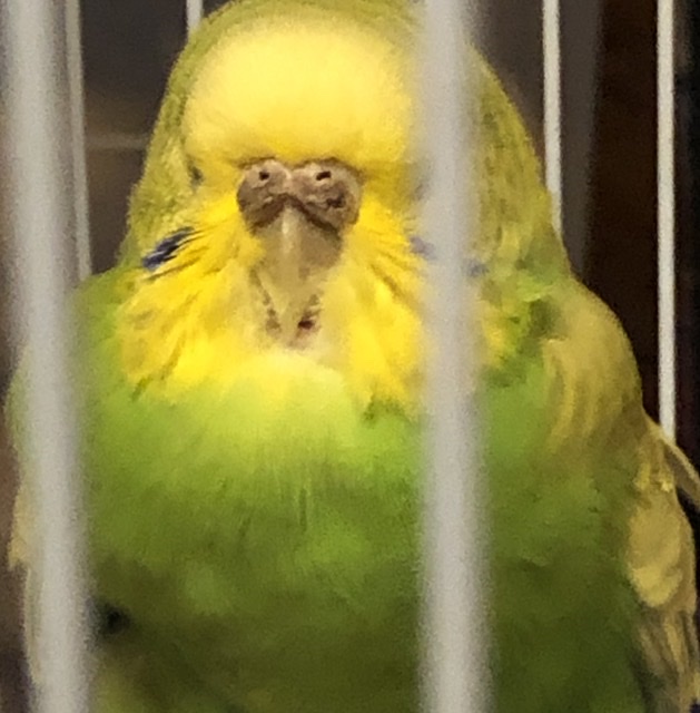 Coca sta male