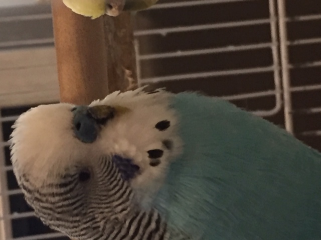 Il becco del mio Ron