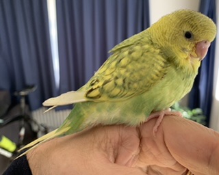 Perdita penne coco 30 gg