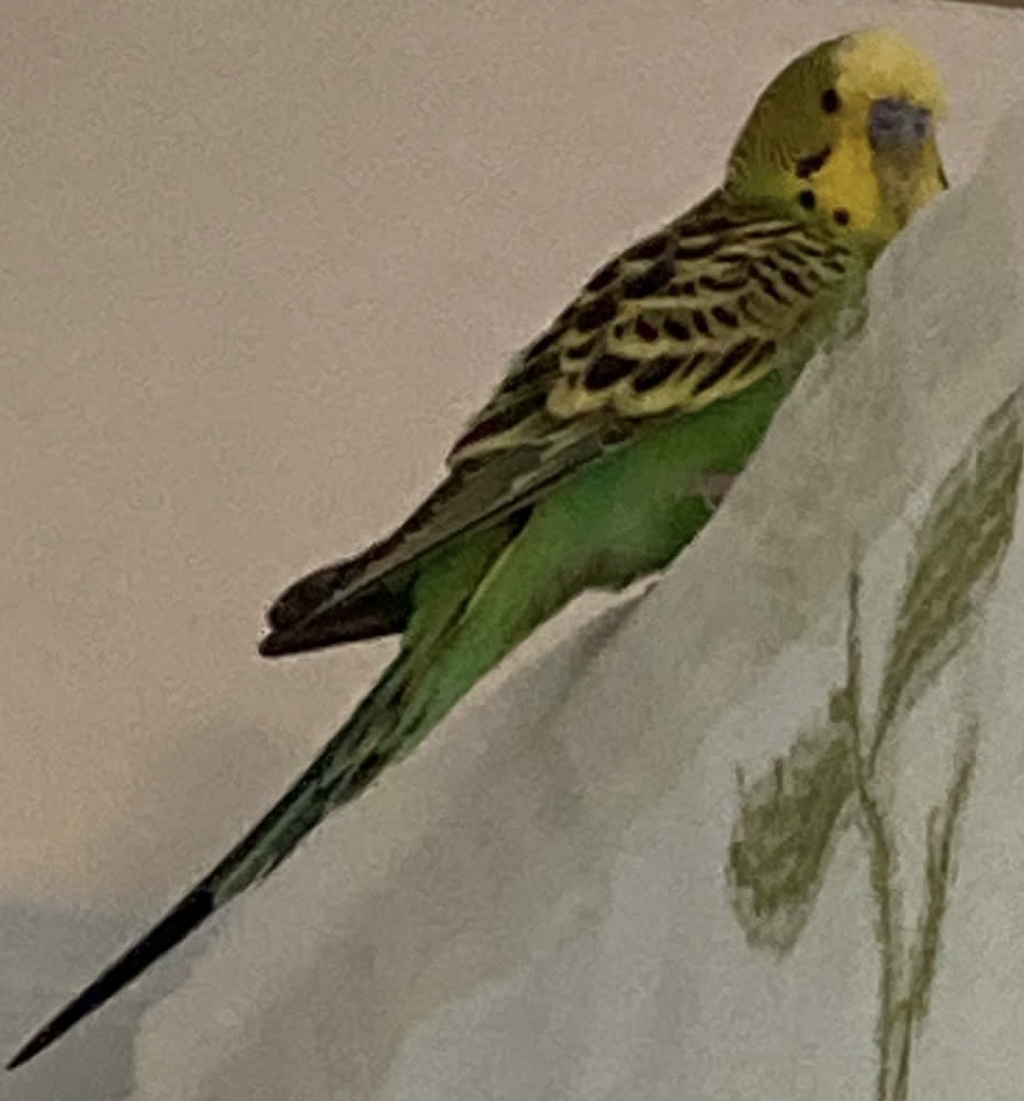 Coco trovata in strada,
aiutatemi per favore!
