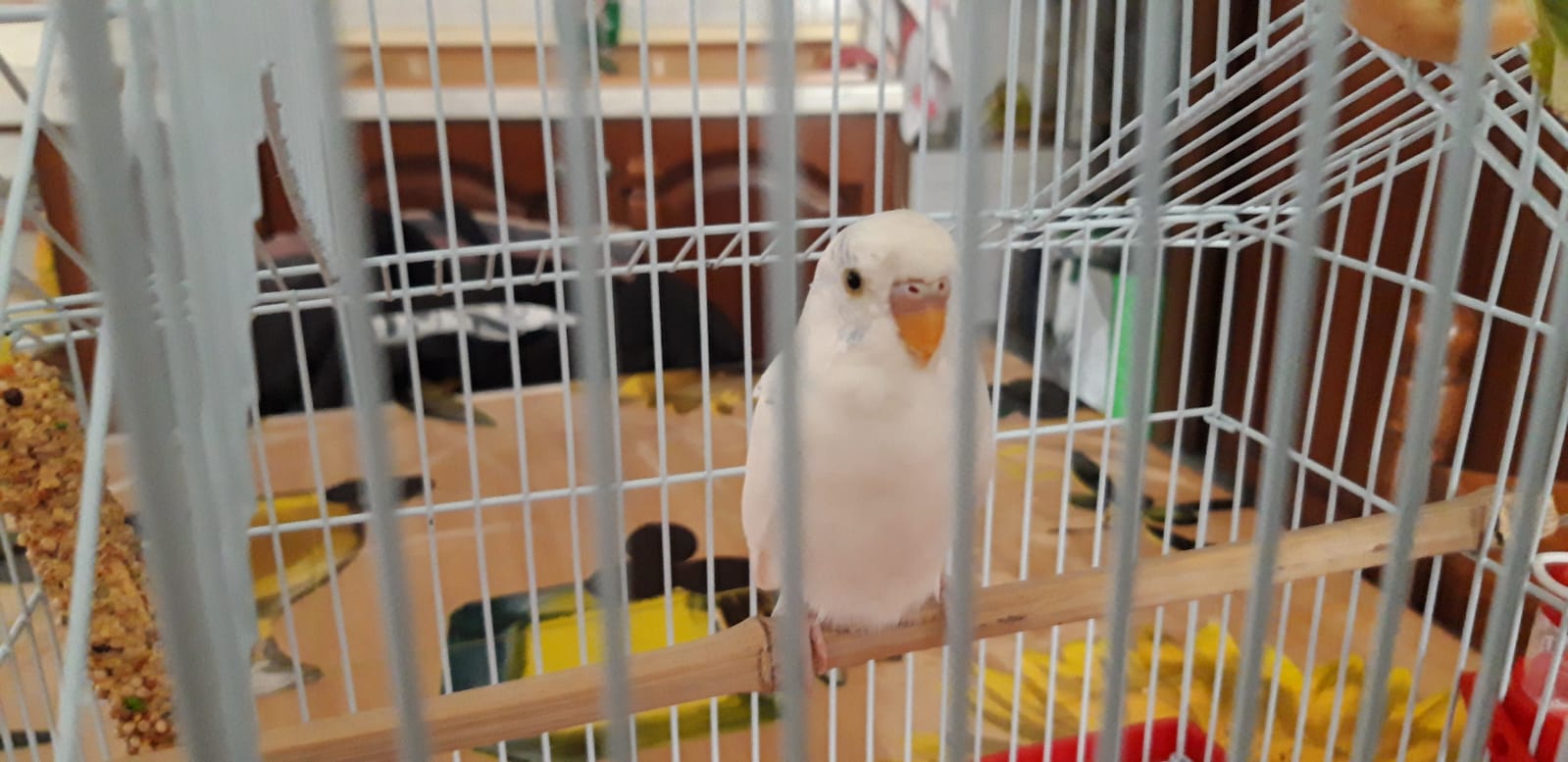 Bibbi