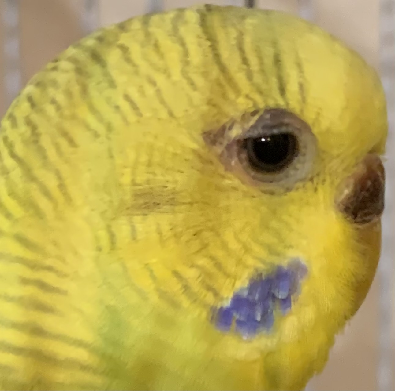Occhietto spiumato e
appena calante