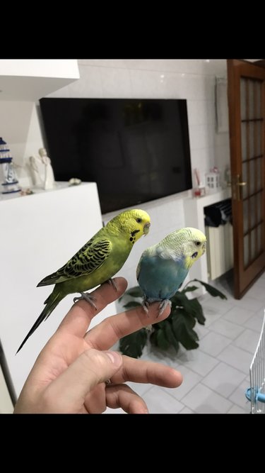 Mutazione coppia