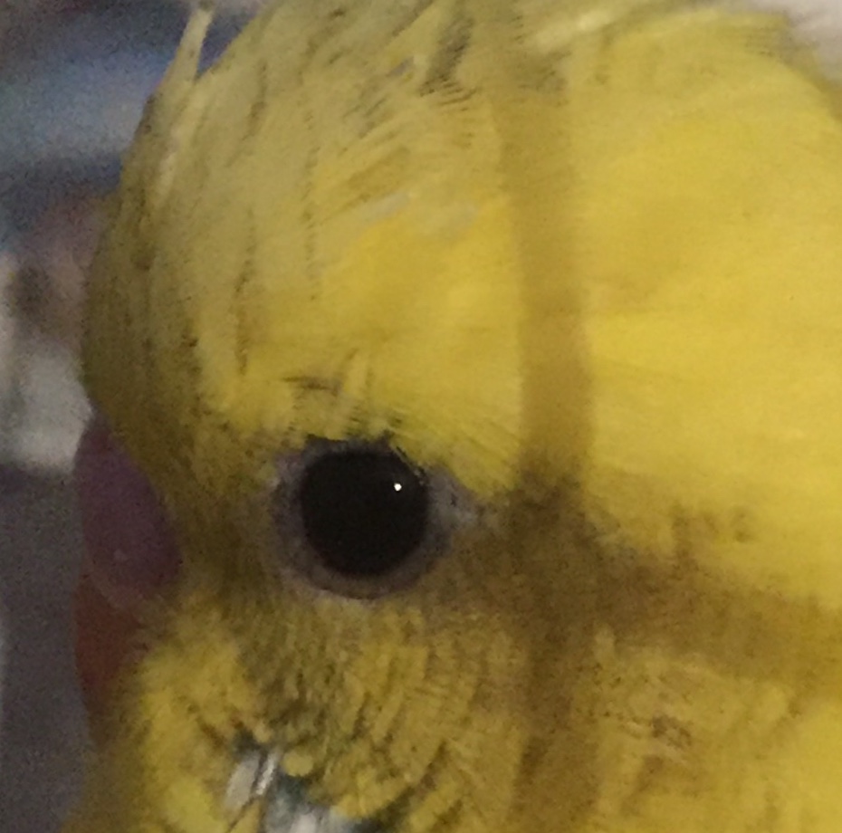 Occhi coco