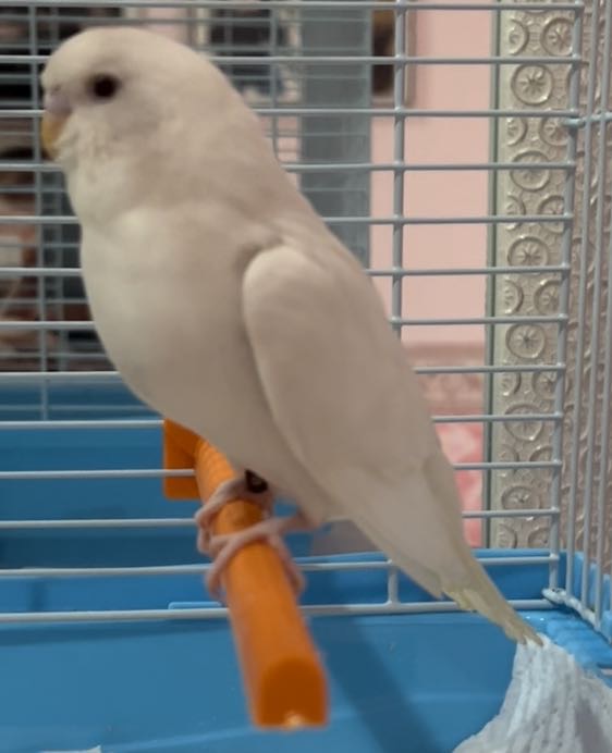 Pullo rifiuta la siringa