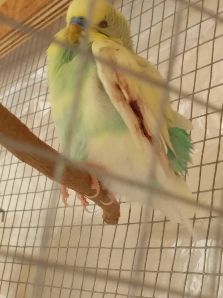 Cocorita aggredita dalgatto
