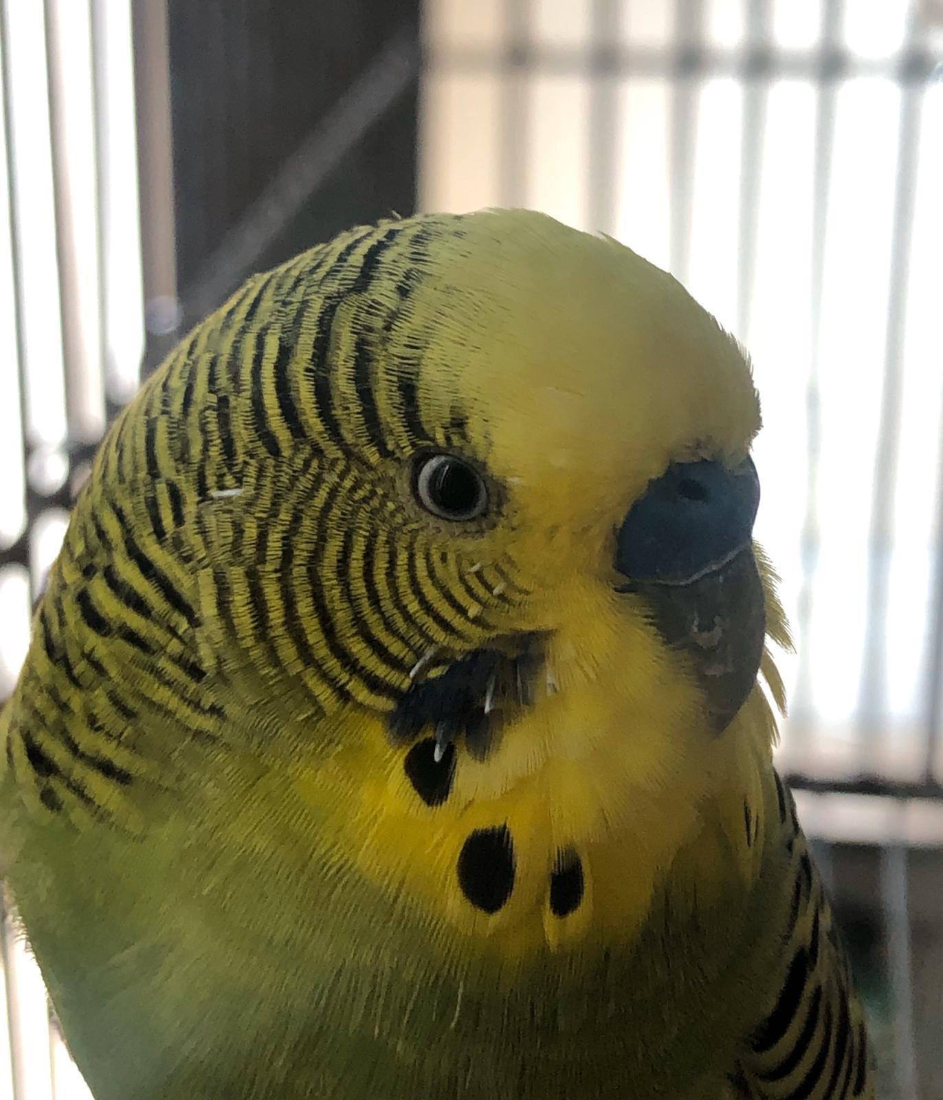 Pulci?