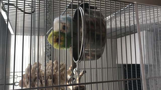Comportamento strano
coco femmina