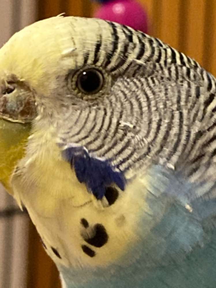 Cocorita trovatello