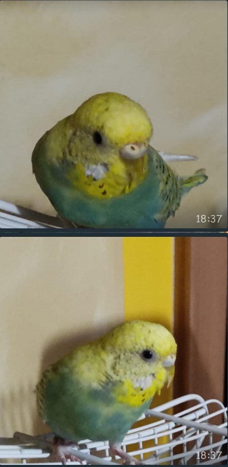 Posso metterle il nido?