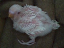 Pullo albino?