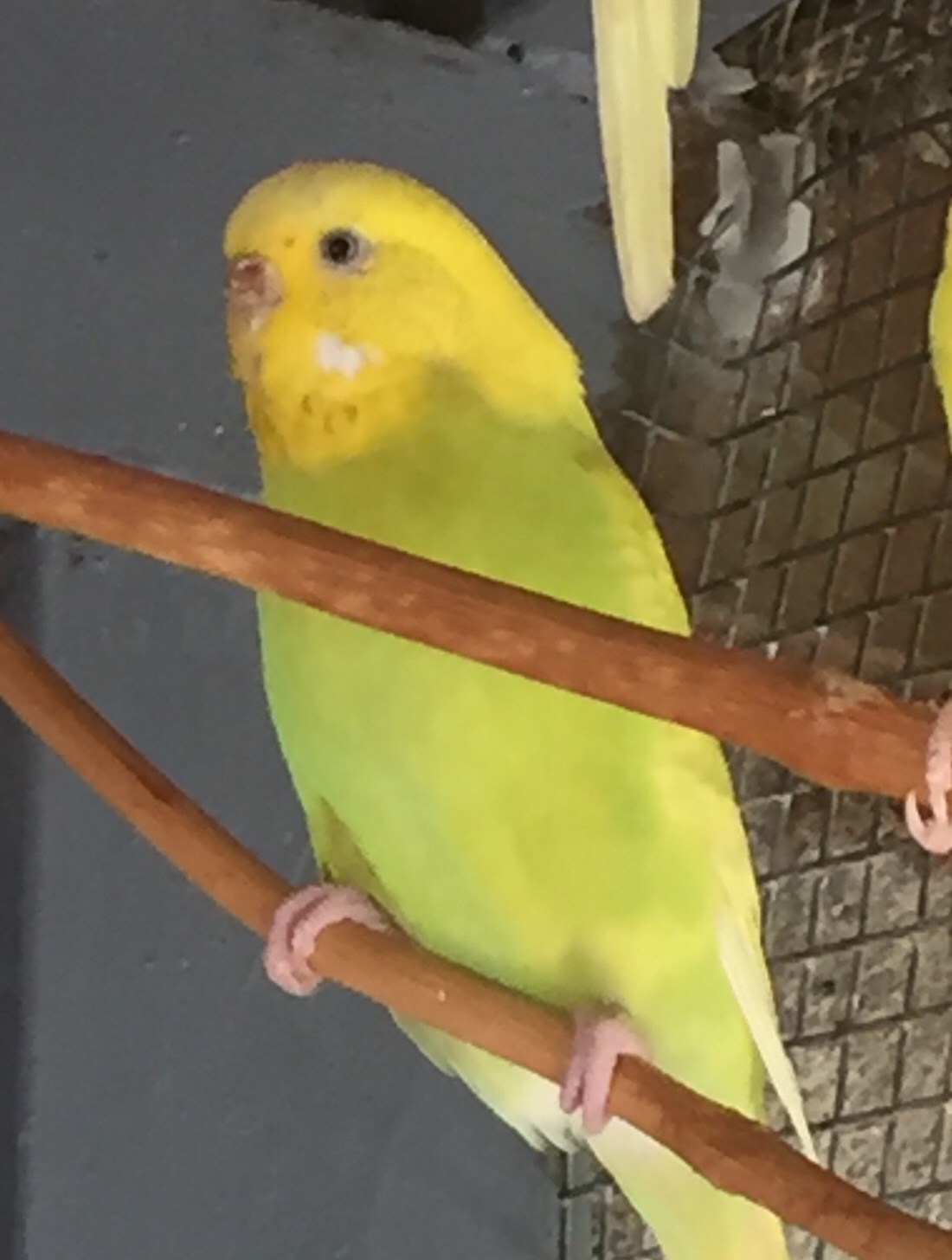 Mutazioni Coco