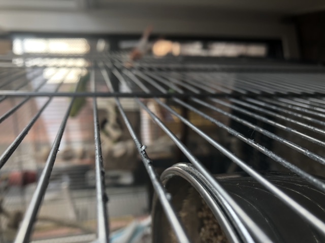 Comportamento cocorita