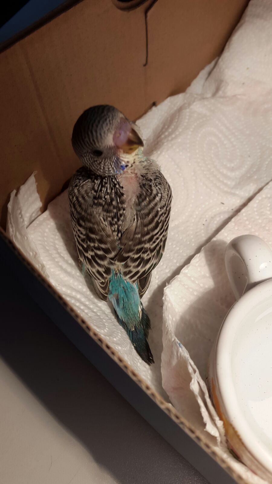 Pullo 21 giorni
bocheggia