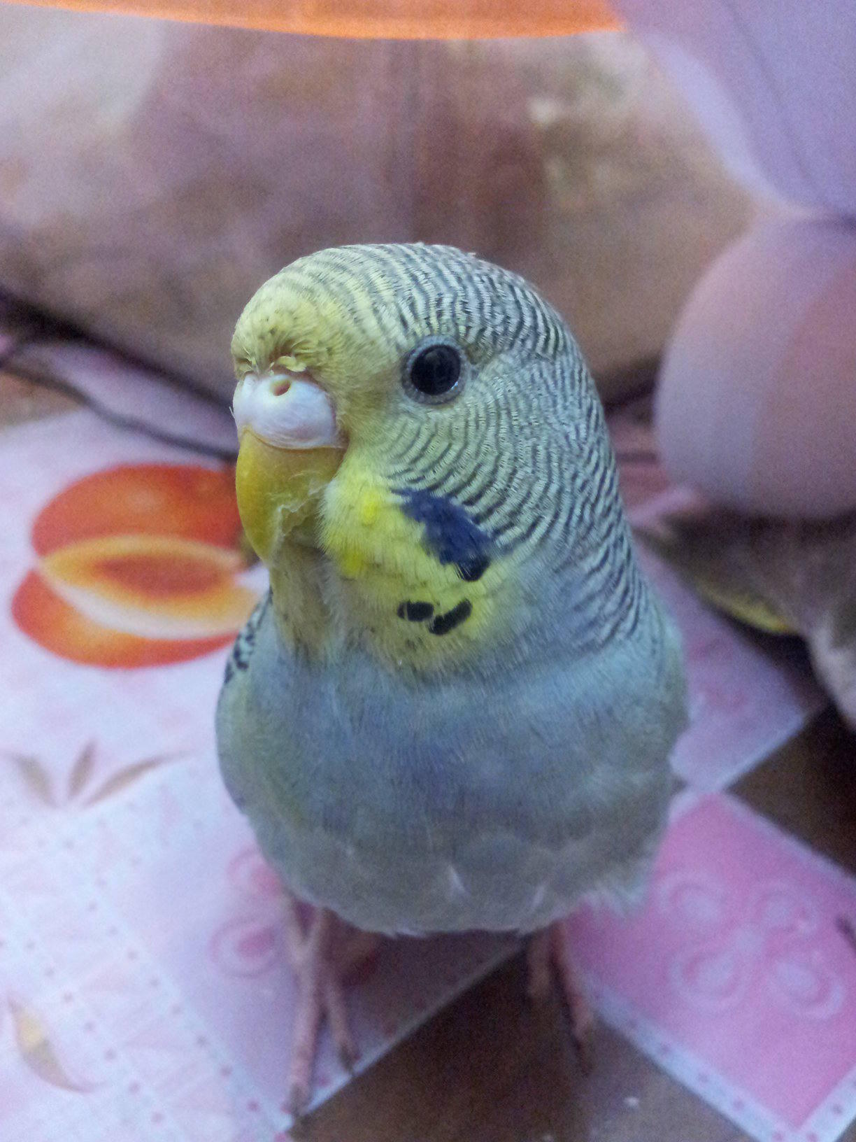 La Storia di Bird