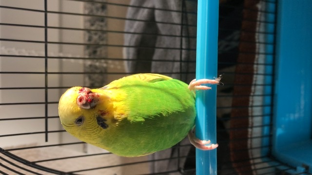 Volo libero andato male