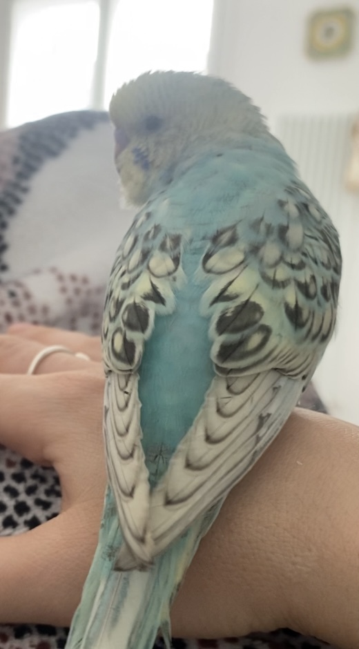 Coco aggressivo