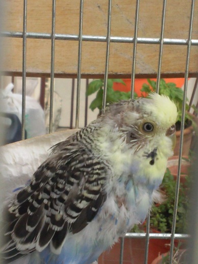 perdita di piume