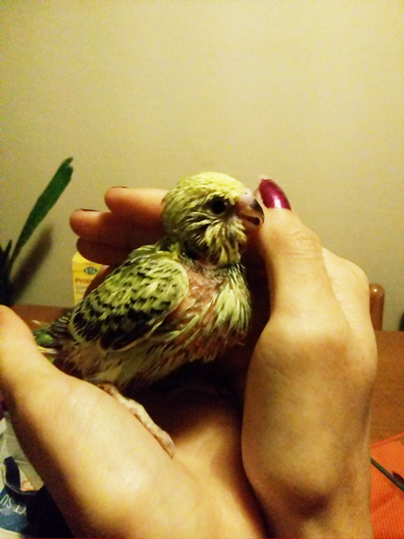 morta la mamma pullo
allevato a mano