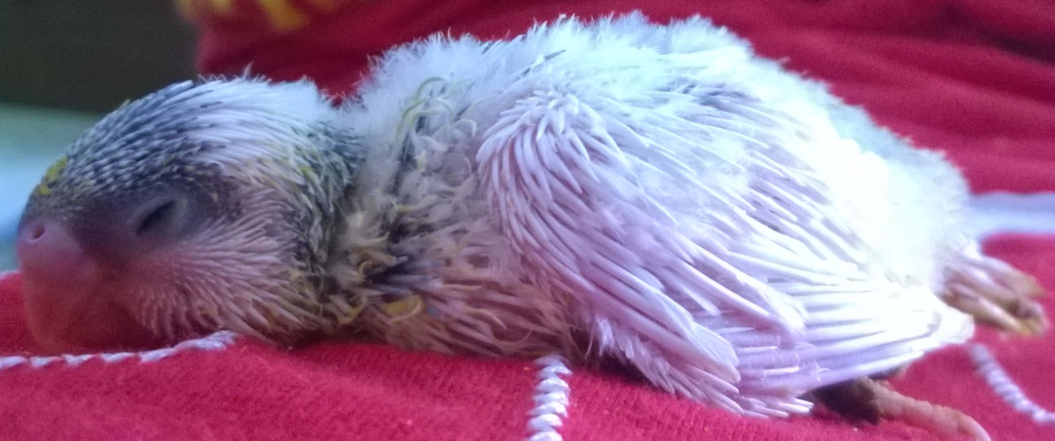PULLO DEBOLE