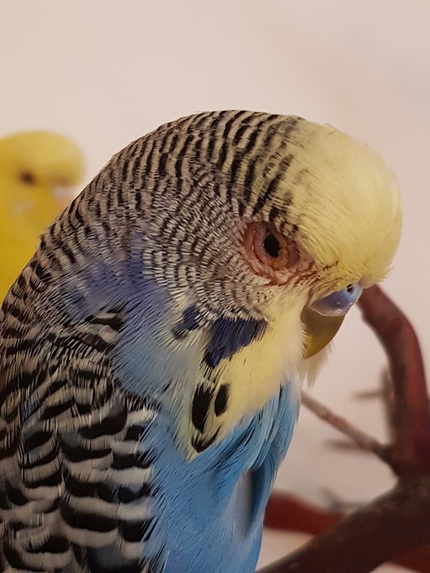 Occhi cocorita