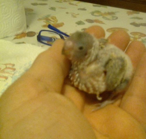 Pullo allevato a mano
