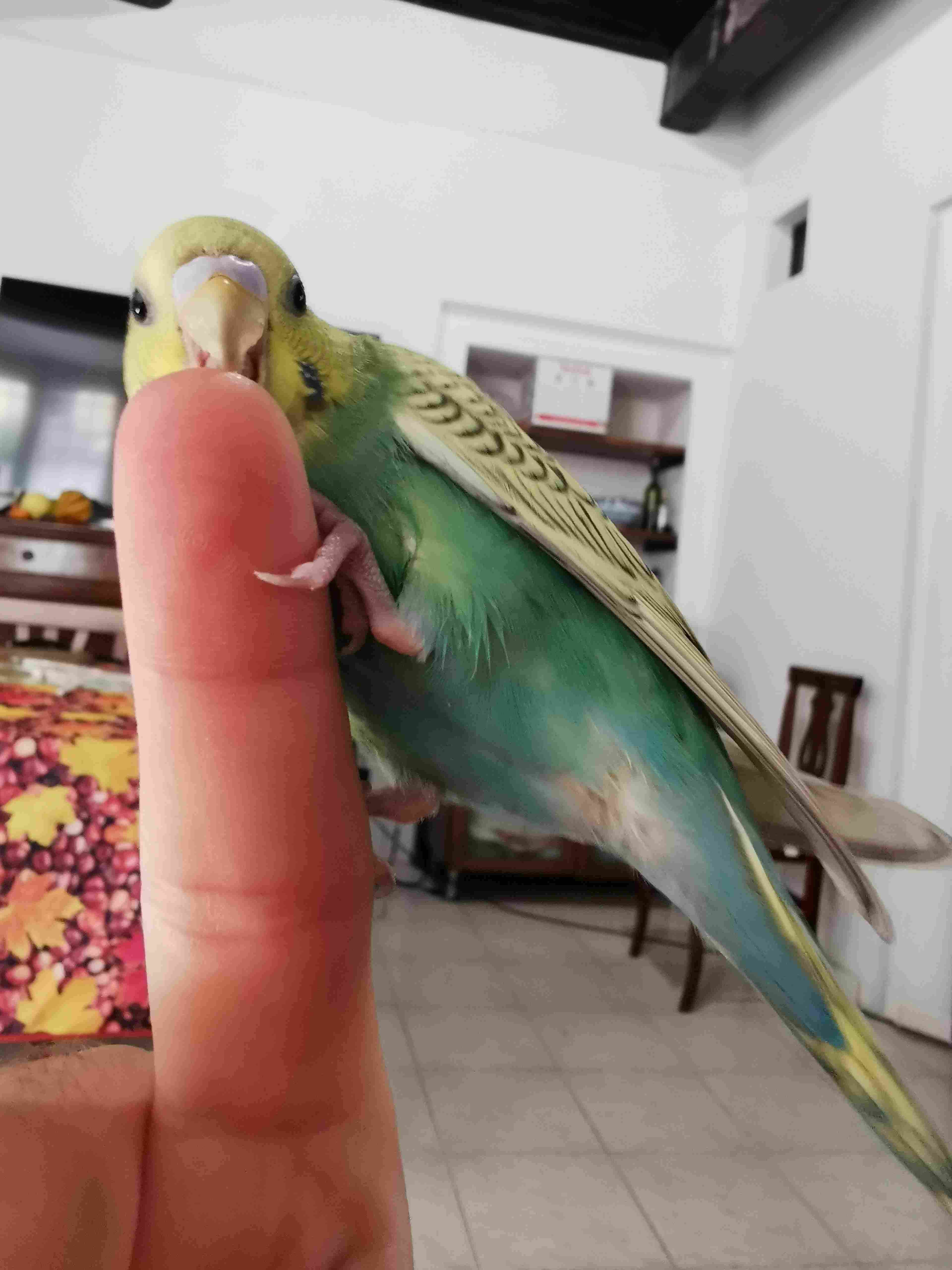 Che mutazione �