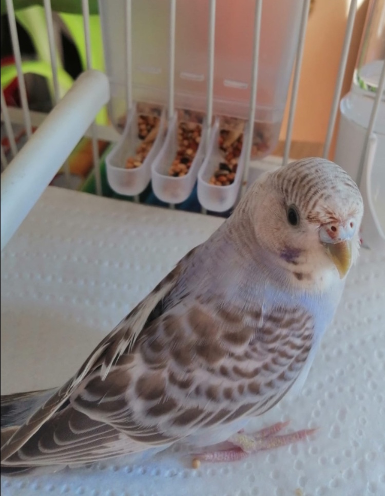 Pullo