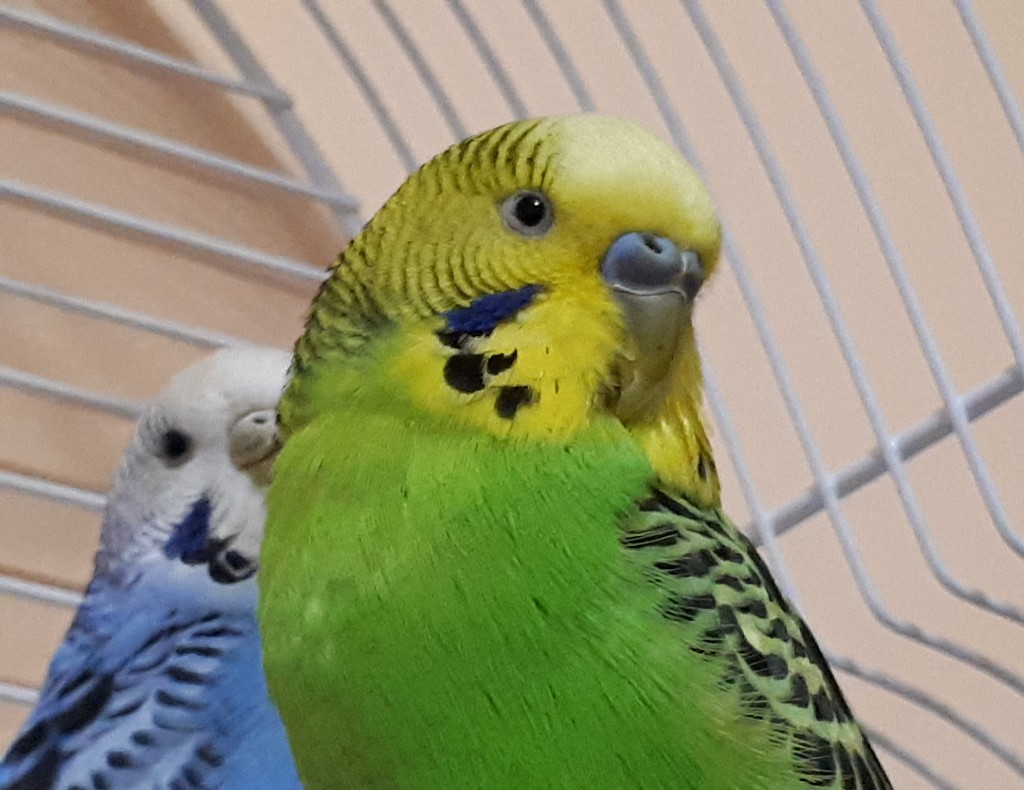 2 nuovi amici a casa