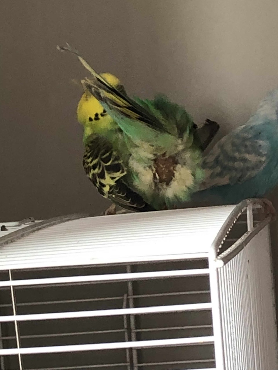 Cloaca
