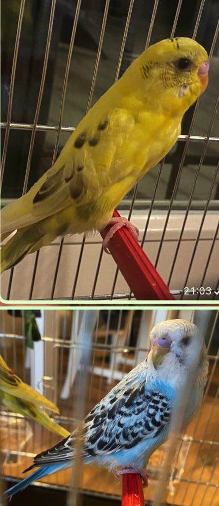 Mutazione cocoriti