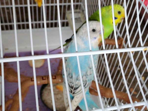 età  cocorito gino