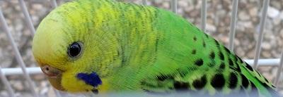 cocorita violenta