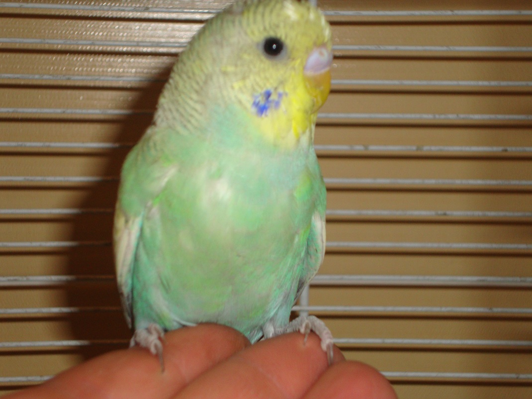 mutazioni