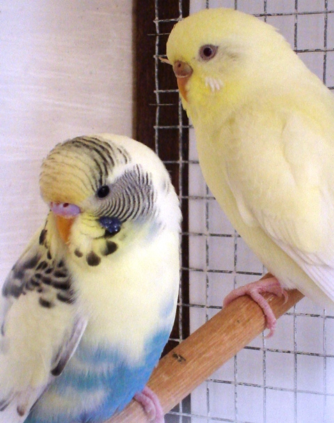 ovette