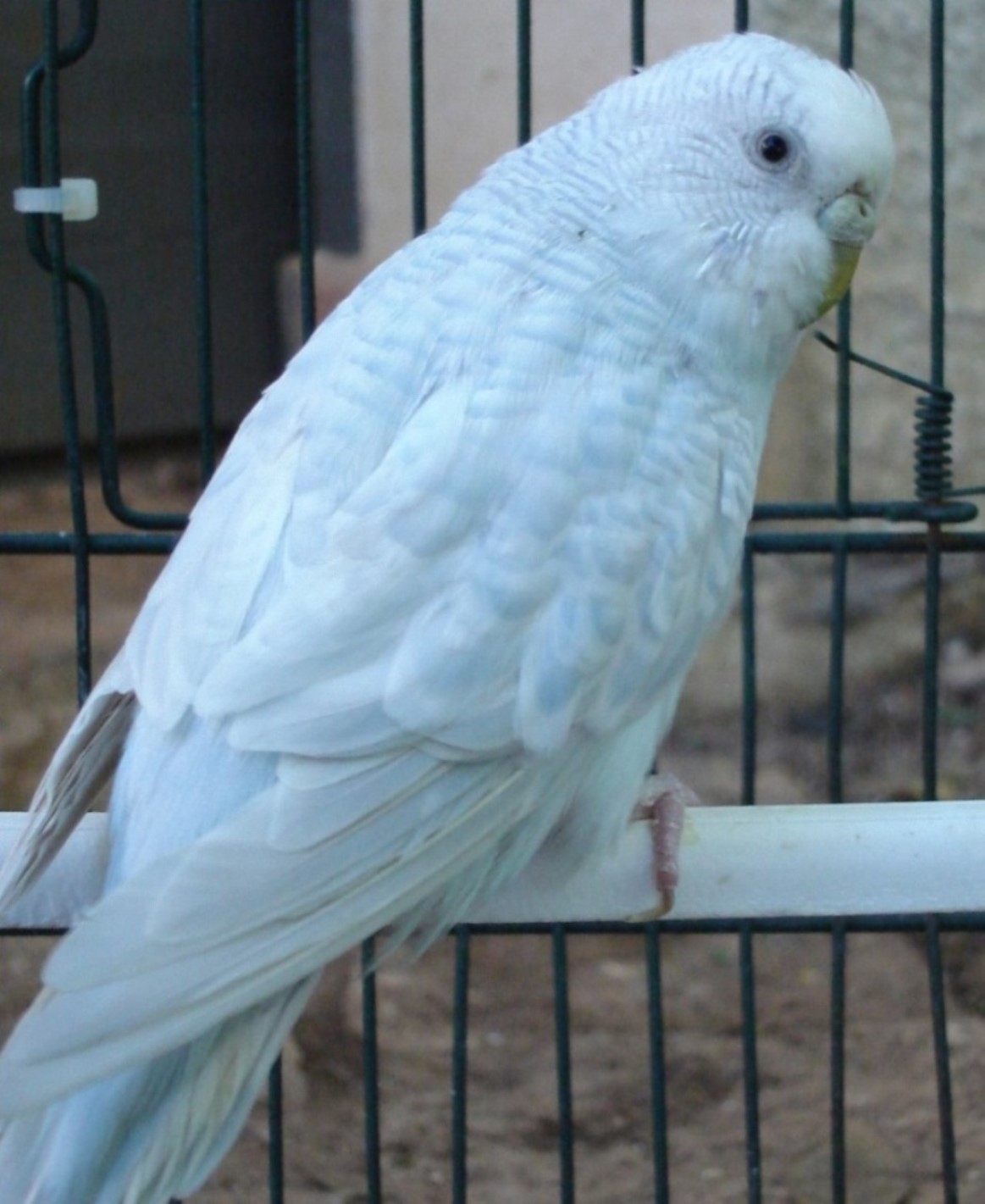 possibile malattia