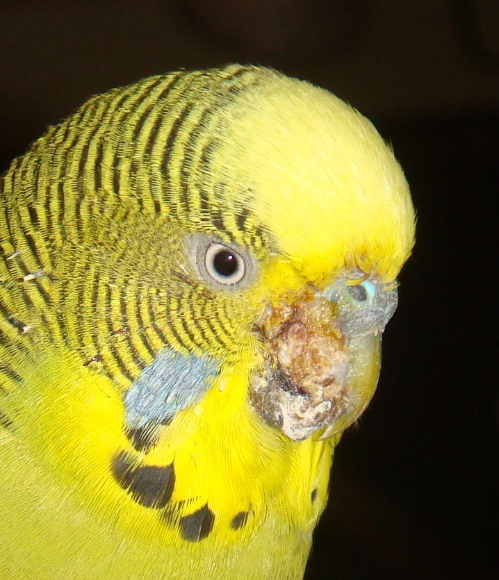 Strana escrescenza sul
becco O.O