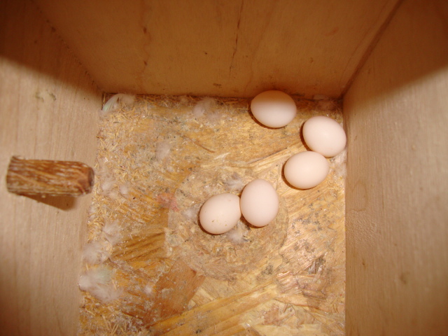 l'altra coppia